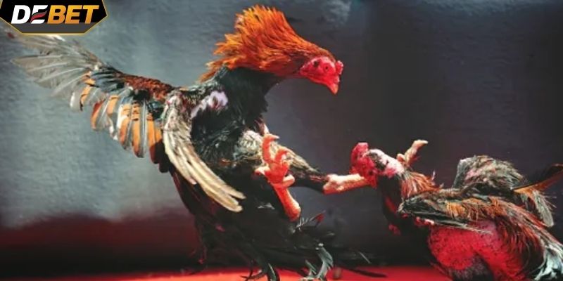 Cược thắng thua tại đá gà DEBET là hình thức cược phổ biến nhất hiện nay