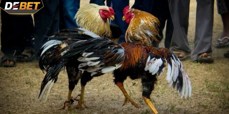 Hình ảnh và âm thanh cực kỳ sắc nét