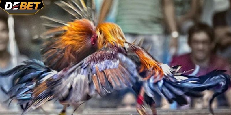 Người chơi nên theo dõi lịch sức khỏe của các chiến kê